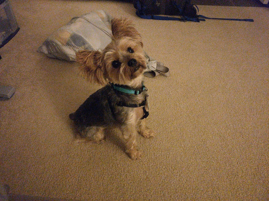 Henry Kamichoff: images/CameraZOOM-20180724215459166.jpg